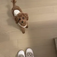 AKC Toby, a male Poodle - Toy  for sale in Chicago, IL – Photo 3 of 6