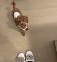 Toby, a male Poodle - Toy  for sale in Chicago, IL – Photo 3 of 6