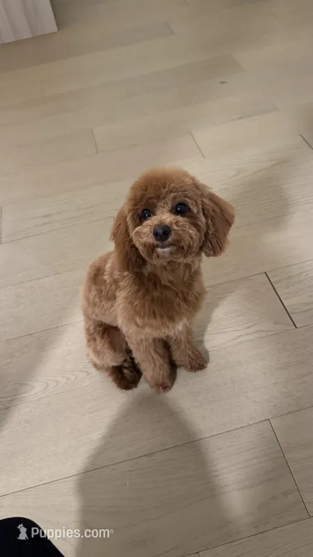 Toby, a male Poodle - Toy  for sale in Chicago, IL – Photo 1 of 6