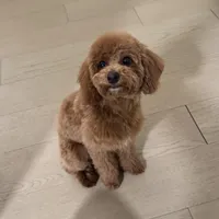 AKC Toby, a male Poodle - Toy  for sale in Chicago, IL – Photo 1 of 6