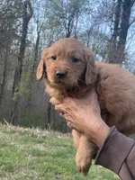 Daily , a female Golden Retriever for sale in Winston-Salem, NC – Photo 4 of 4
