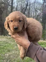 Daily , a female Golden Retriever for sale in Winston-Salem, NC – Photo 2 of 4