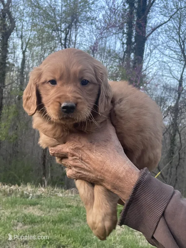 Daily , a female Golden Retriever for sale in Winston-Salem, NC – Photo 1 of 4
