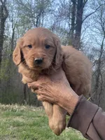 Daily , a female Golden Retriever for sale in Winston-Salem, NC – Photo 1 of 4