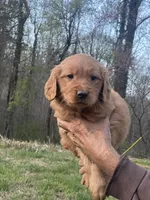 Daily , a female Golden Retriever for sale in Winston-Salem, NC – Photo 3 of 4