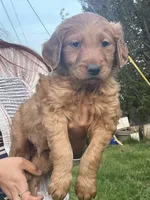 Duke , a male Golden Retriever for sale in Winston-Salem, NC – Photo 2 of 3