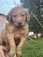 Duke , a male Golden Retriever for sale in Winston-Salem, NC – Photo 3 of 3