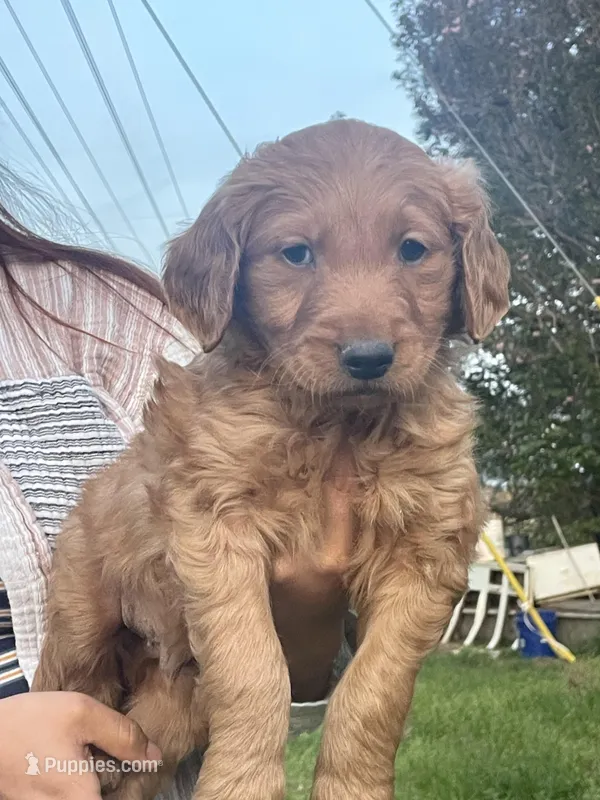 Duke  – Golden Retriever puppy for sale in Winston-Salem, NC