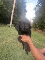 Luna, a female Saint Bernard and Golden Retriever for sale in Winston-Salem, NC – 2 of 4