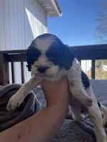 Luna , a female Cocker Spaniel for sale in Winston-Salem, NC – Photo 3 of 4
