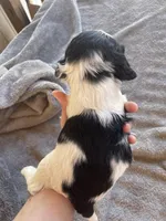 Luna , a female Cocker Spaniel for sale in Winston-Salem, NC – Photo 4 of 4