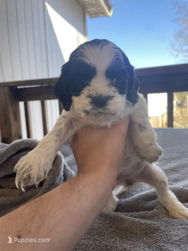 Luna  – Cocker Spaniel puppy for sale in Winston-Salem, NC