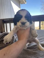 Luna , a female Cocker Spaniel for sale in Winston-Salem, NC – Photo 1 of 4