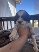 Luna , a female Cocker Spaniel for sale in Winston-Salem, NC – Photo 2 of 4