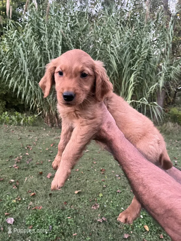 Daisy  – Golden Retriever puppy for sale in Winston-Salem, NC