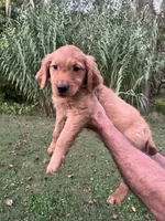 Daisy , a female Golden Retriever for sale in Winston-Salem, NC – 1 of 6
