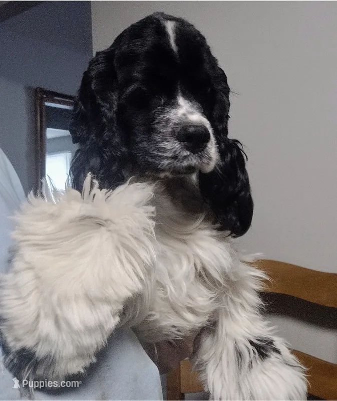Jax  – Cocker Spaniel puppy for sale in Winston-Salem, NC