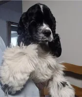Jax , a male Cocker Spaniel for sale in Winston-Salem, NC – 1 of 2