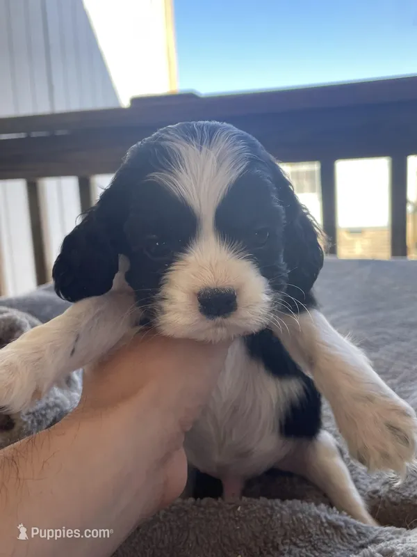 Duke  – Cocker Spaniel puppy for sale in Winston-Salem, NC