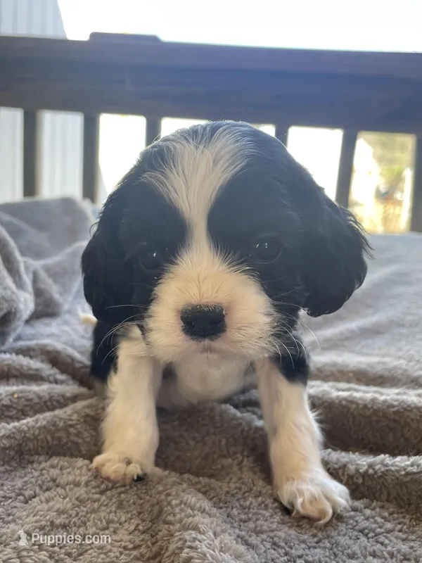 Duke  – Cocker Spaniel puppy for sale in Winston-Salem, NC
