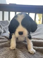 Duke , a male Cocker Spaniel for sale in Winston-Salem, NC – Photo 1 of 7