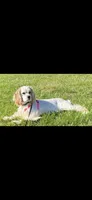 Duke , a male Cocker Spaniel for sale in Winston-Salem, NC – Photo 6 of 7