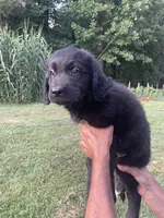 Luna, a female Saint Bernard and Golden Retriever for sale in Winston-Salem, NC – 3 of 4