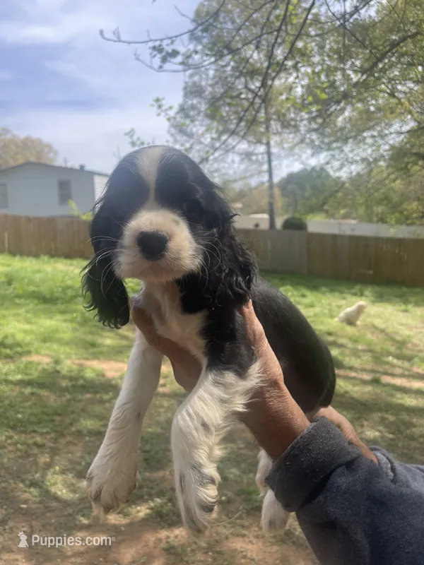 Duke  – Cocker Spaniel puppy for sale in Winston-Salem, NC