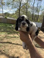 Daisy , a female Cocker Spaniel for sale in Winston-Salem, NC – 2 of 3