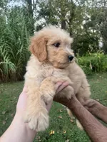 Duke , a male Golden Retriever and Poodle - Standard  for sale in Winston-Salem, NC – 3 of 4
