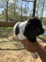 Daisy , a female Cocker Spaniel for sale in Winston-Salem, NC – 3 of 3