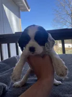 Lily , a female Cocker Spaniel for sale in Winston-Salem, NC – Photo 3 of 7