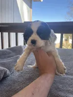 Lily , a female Cocker Spaniel for sale in Winston-Salem, NC – Photo 2 of 7