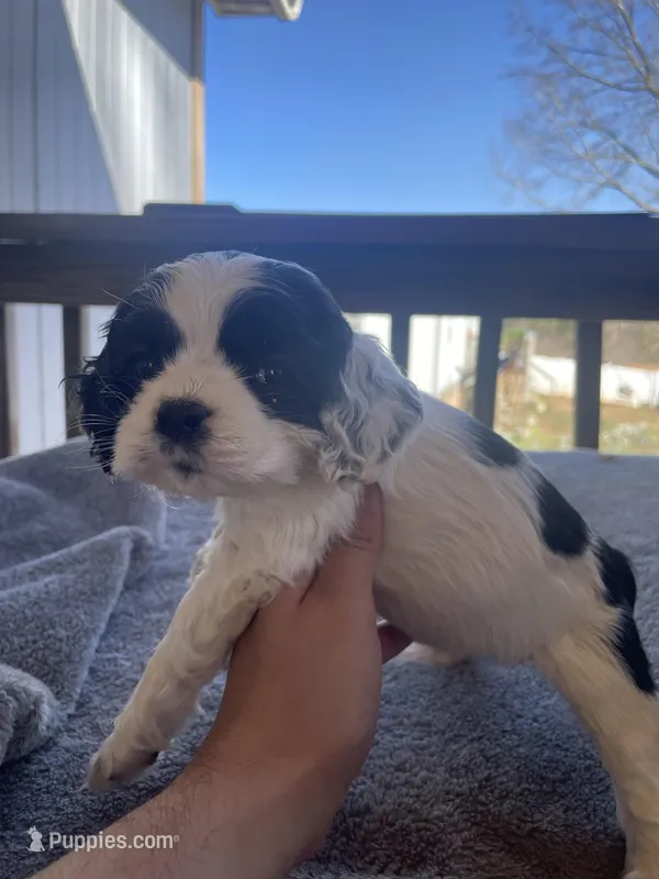 Lily  – Cocker Spaniel puppy for sale in Winston-Salem, NC