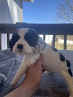Lily , a female Cocker Spaniel for sale in Winston-Salem, NC – Photo 1 of 7