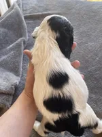 Lily , a female Cocker Spaniel for sale in Winston-Salem, NC – Photo 4 of 7