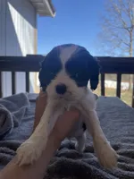 Daisy , a female Cocker Spaniel for sale in Winston-Salem, NC – Photo 1 of 4
