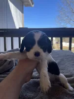 Daisy , a female Cocker Spaniel for sale in Winston-Salem, NC – Photo 2 of 4