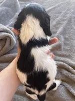 Daisy , a female Cocker Spaniel for sale in Winston-Salem, NC – Photo 4 of 4