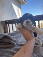 Oreo , a male Cocker Spaniel for sale in Winston-Salem, NC – Photo 4 of 4