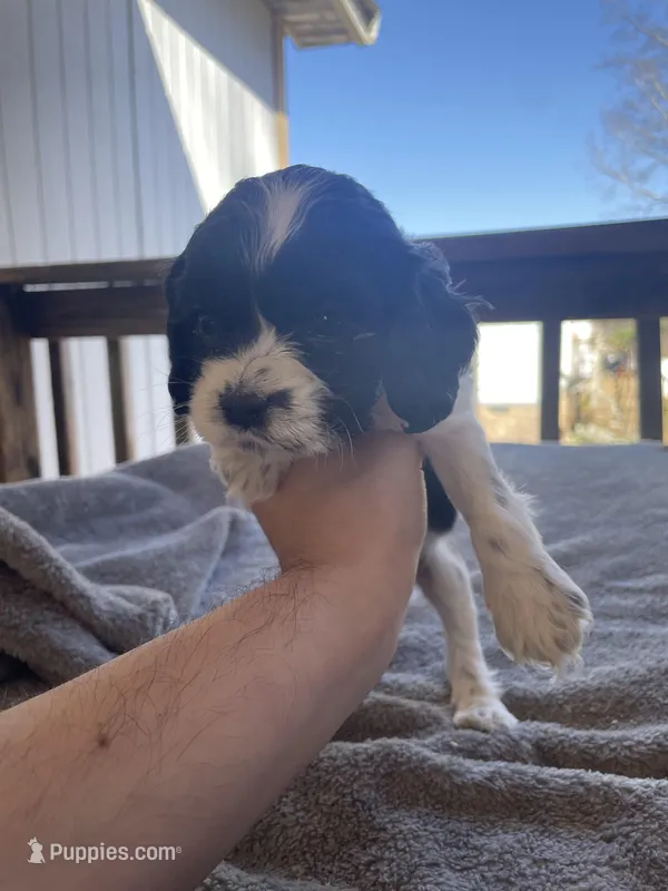 Oreo  – Cocker Spaniel puppy for sale in Winston-Salem, NC