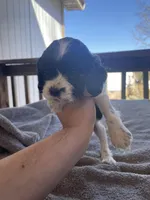 Oreo , a male Cocker Spaniel for sale in Winston-Salem, NC – Photo 1 of 4