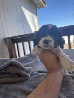 Oreo , a male Cocker Spaniel for sale in Winston-Salem, NC – Photo 2 of 4