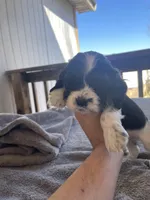 Oreo , a male Cocker Spaniel for sale in Winston-Salem, NC – Photo 3 of 4