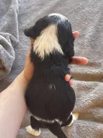Duke , a male Cocker Spaniel for sale in Winston-Salem, NC – Photo 3 of 7