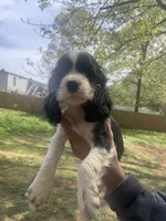 Duke , a male Cocker Spaniel for sale in Winston-Salem, NC – 3 of 4