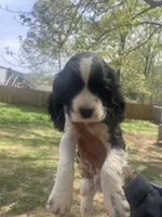 Duke , a male Cocker Spaniel for sale in Winston-Salem, NC – 4 of 4