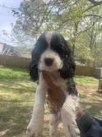 Duke , a male Cocker Spaniel for sale in Winston-Salem, NC – 2 of 4