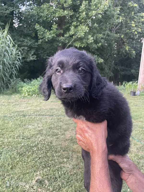 Luna – Saint Bernard, Golden Retriever puppy for sale in Winston-Salem, NC