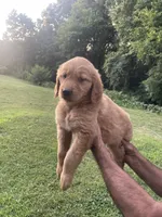 Daisy , a female Golden Retriever for sale in Winston-Salem, NC – 2 of 4